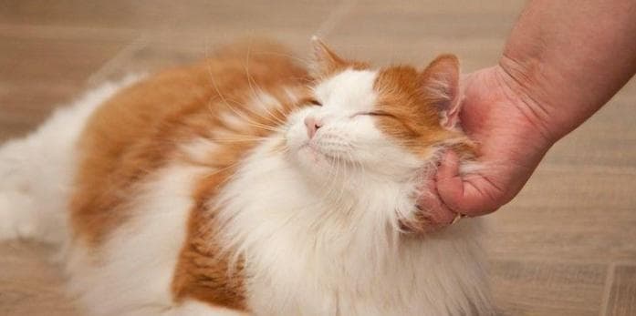 怎么让猫在家里不无聊？提供猫咪娱乐的十五个方法
