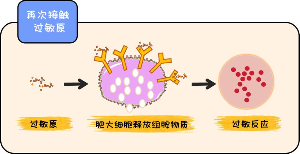 猫咪过敏源大起底：不只是猫毛，铲屎官如何应对？