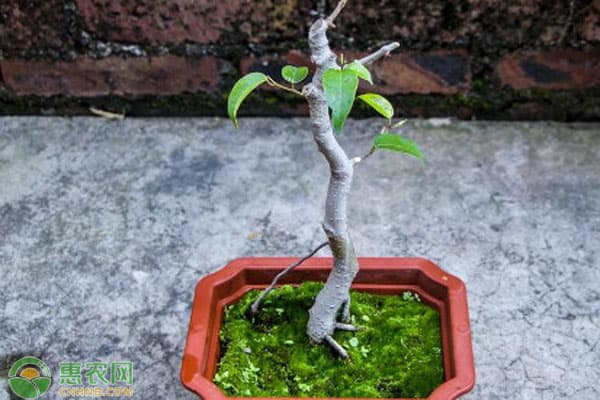 菩提树怎么养才长得好？
