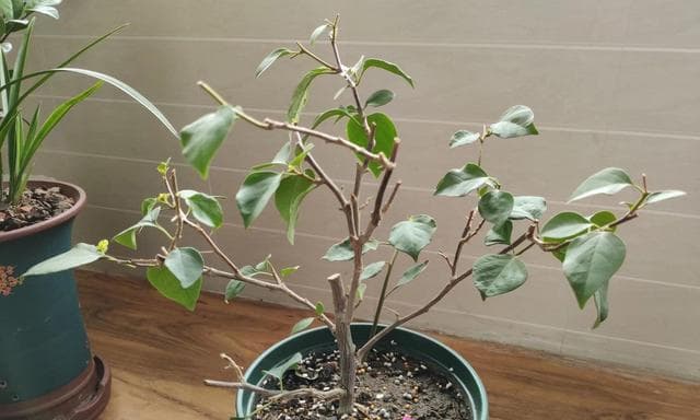 樱花修剪全攻略（如何正确修剪樱花，让其更美丽绽放）