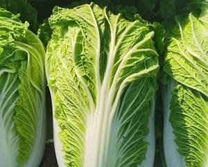小白菜冷冻保存指南：从方法到营养价值