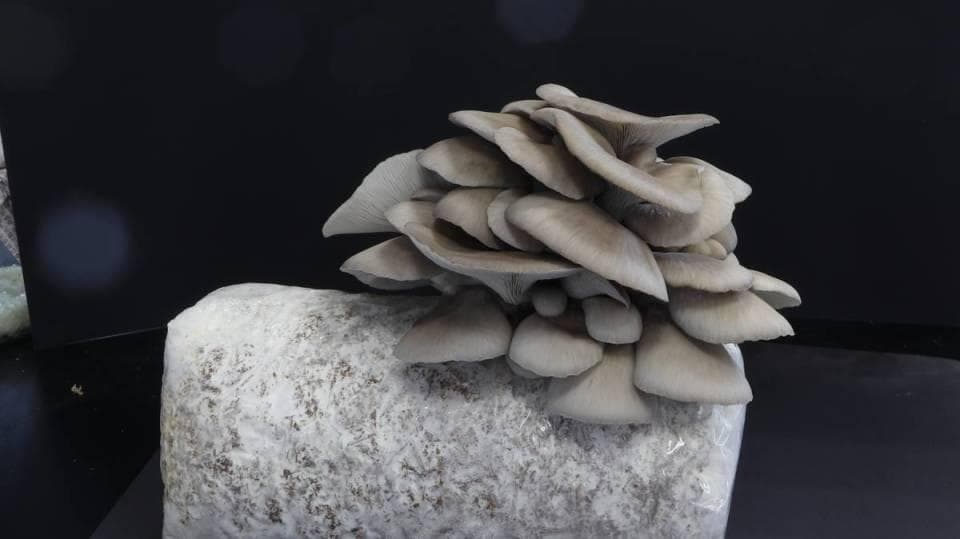 我能自己在家种蘑菇吗？可以，但吃了可能会进医院