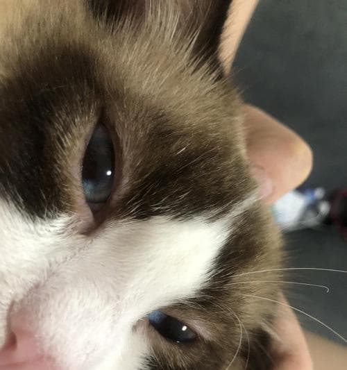 猫咪眼角肿了怎么办？5个实用解决方案让你的爱宠快速康复