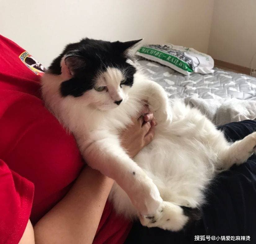 铲屎官必读：猫咪呼噜声和踩奶行为背后的秘密