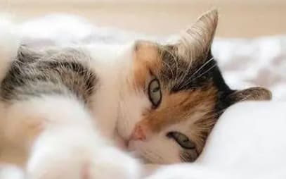 猫咪不同阶段喂食指南：从幼猫到老猫的科学喂养