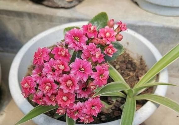 长寿花的浇水时间和正确方法（掌握这些关键点，长寿花才会健康茁壮成长）