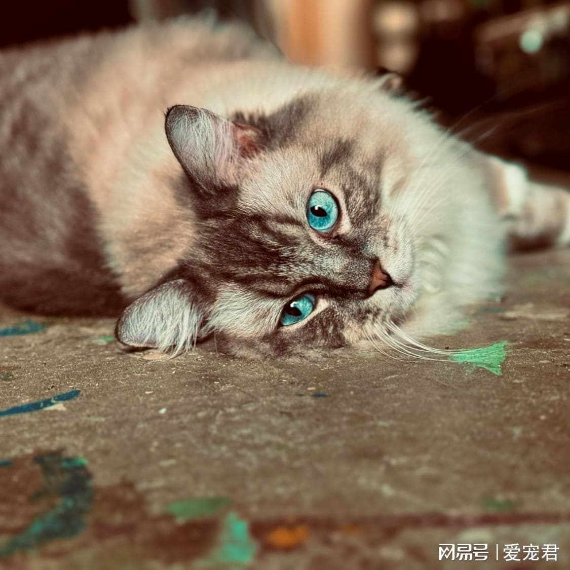 和猫咪一起住，如何避免噪音烦恼：“猫叫与夜间跑酷”的防噪秘籍