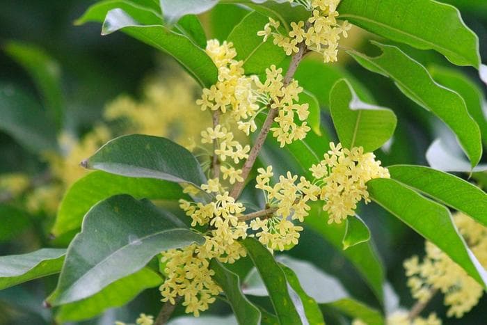 想要桂花树枝叶疯长、花开满枝、花香四溢？这养护知识要知道！