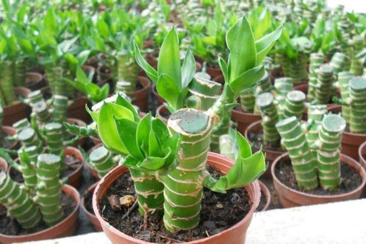 十种旺财又旺宅的植物推荐