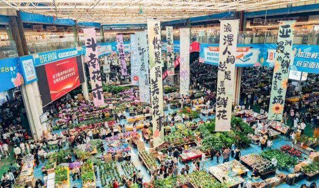 40年逐梦路，呈贡斗南从花田蝶变“亚洲花都”
