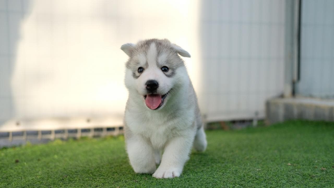 狗瘟是怎么引起的