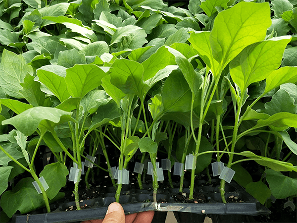 茄子嫁接技术与嫁接后苗期管理要点