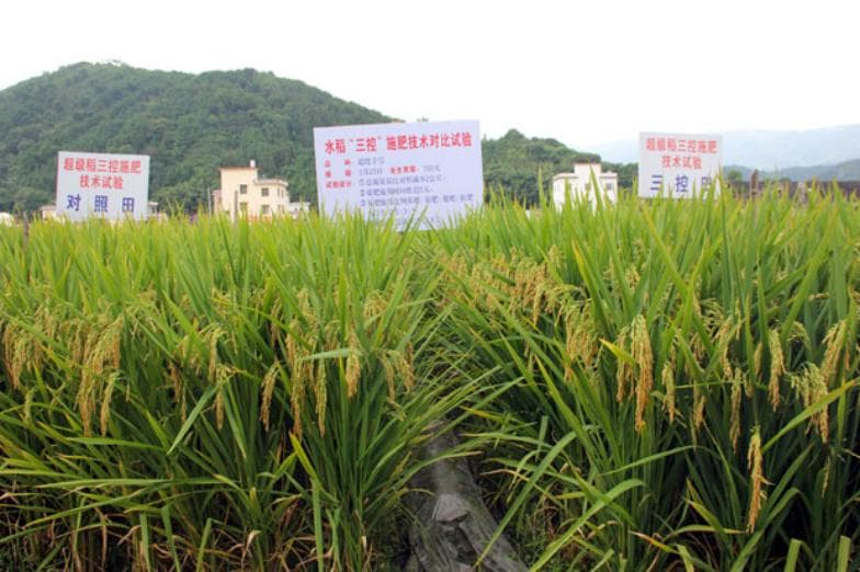 水稻“三控”施肥技术：如何实现增产增收与环境保护双赢？