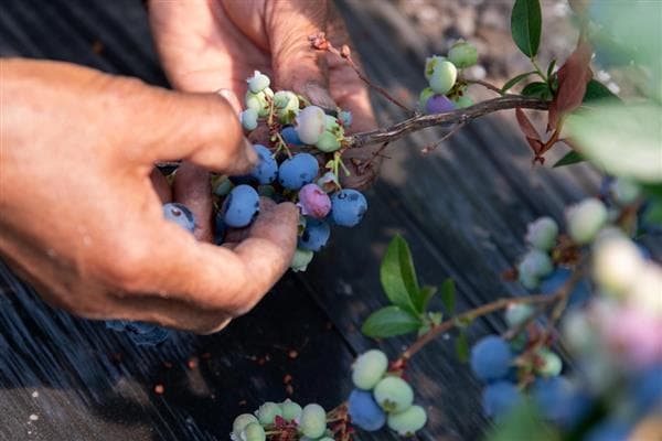 蓝莓的主要品种：高丛、半高丛与矮丛蓝莓的特点