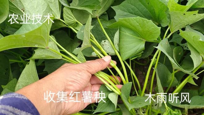 红薯育苗的几种方法，红薯育苗失败的原因