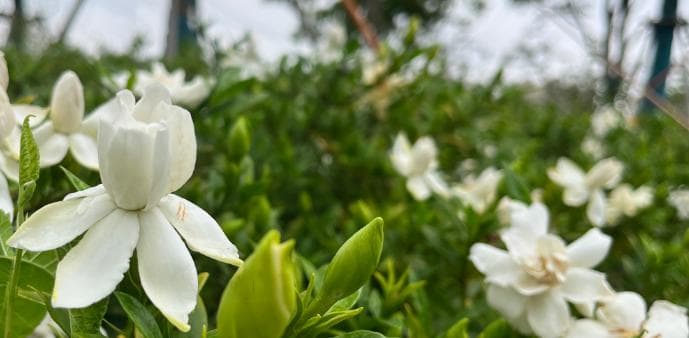 洋桔梗的播种时间和方法是什么呢？一年开花几次开多长时间呢？