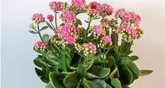中国文化中长寿的象征花（揭示长寿文化中的花卉秘密）