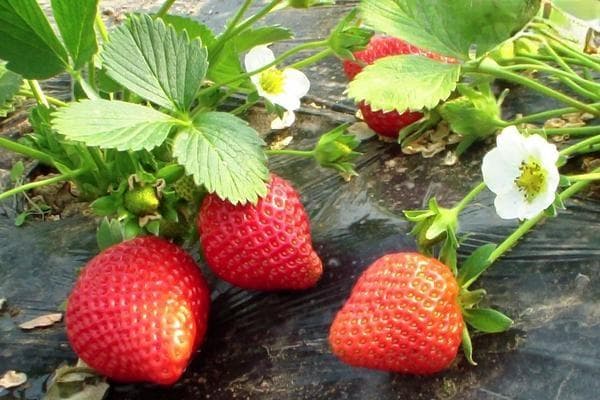 草莓多久施肥一次？
