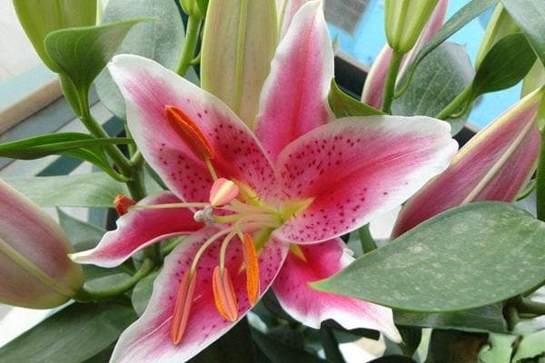 百合花的养殖方法和注意事项