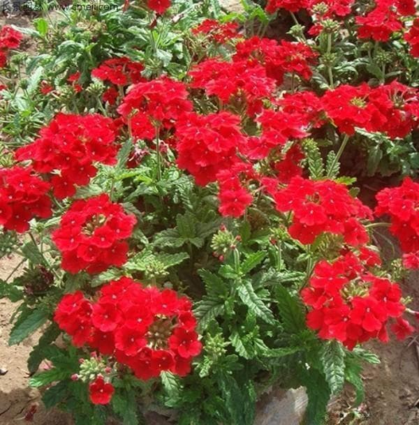 鲁冰花怎么种植什么时间开花