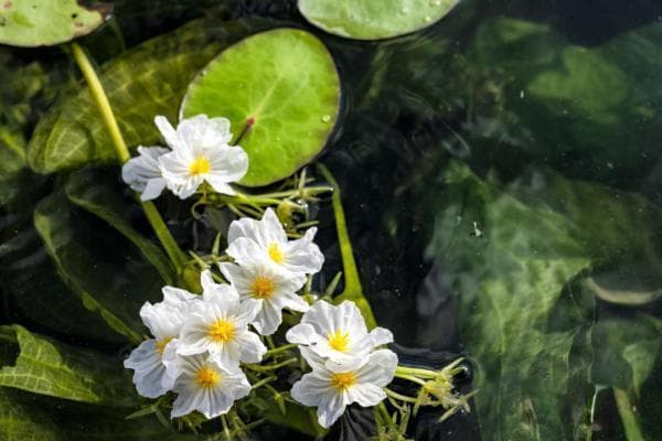 云南的花花世界：“清流精灵”优雅绽放 海菜花铺就致富路