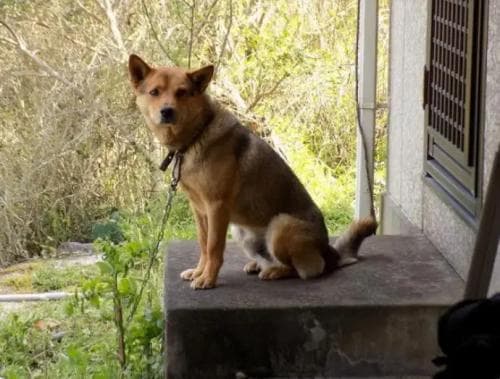 中华田园犬，称霸澳大利亚的顶级掠食者