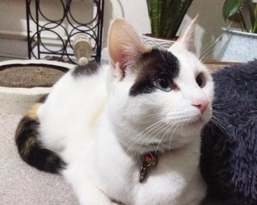 让猫咪动起来，健康快乐生活（15个方法让你的爱猫成为运动达人）