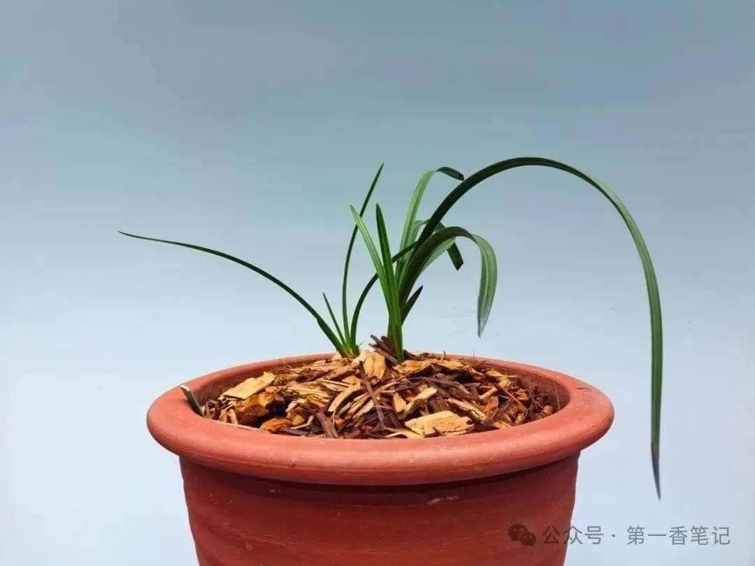 1222：兰花中的高价格现象