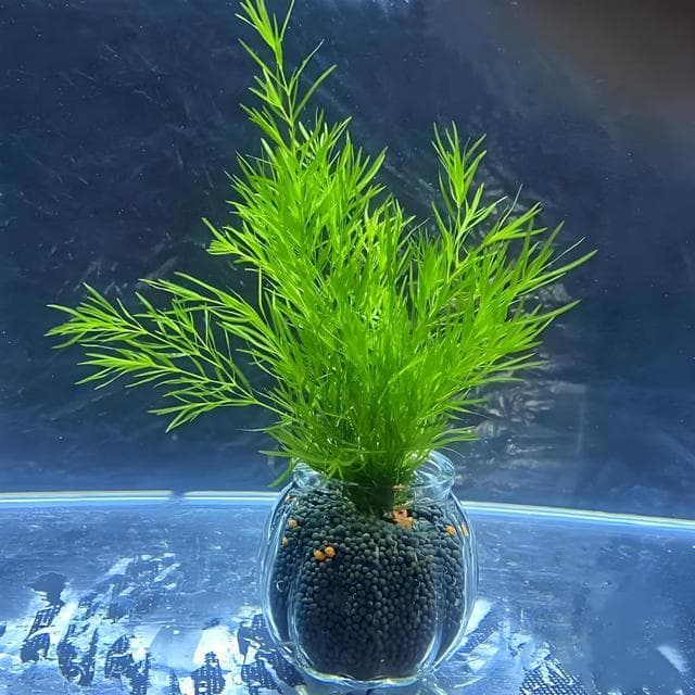 竹节草水草养殖指南：六大要素打造健康水下景观