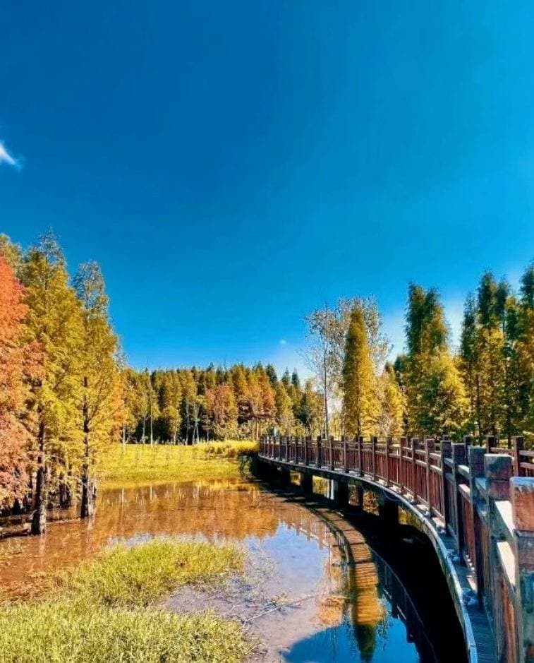 春城过年图鉴 | 昆明湿地“天花板”，每一个都是疗愈胜地！