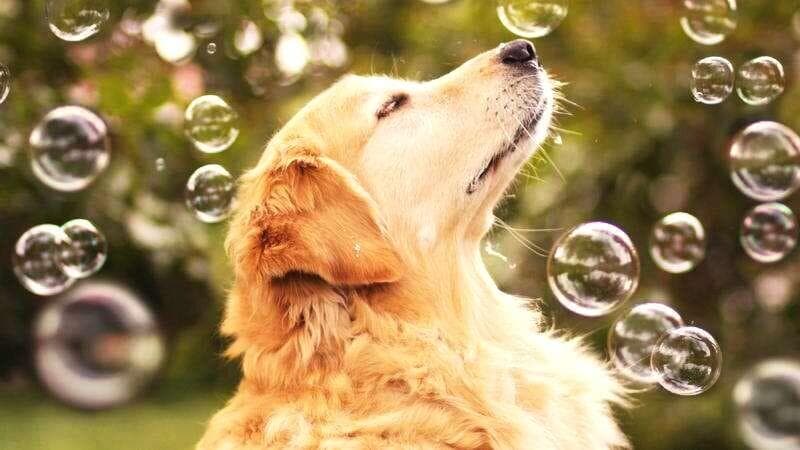 犬和狗有何区别？走狗曾是“体面人”的代名词？说说狗的冷知识