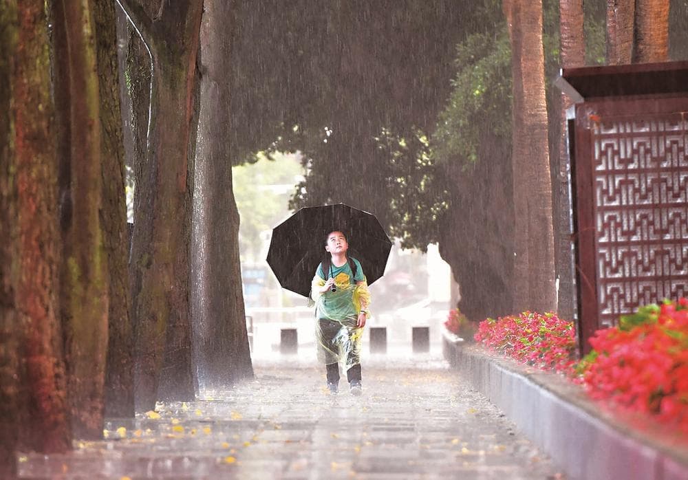 雨后白蚁“婚飞” 如何预防入侵