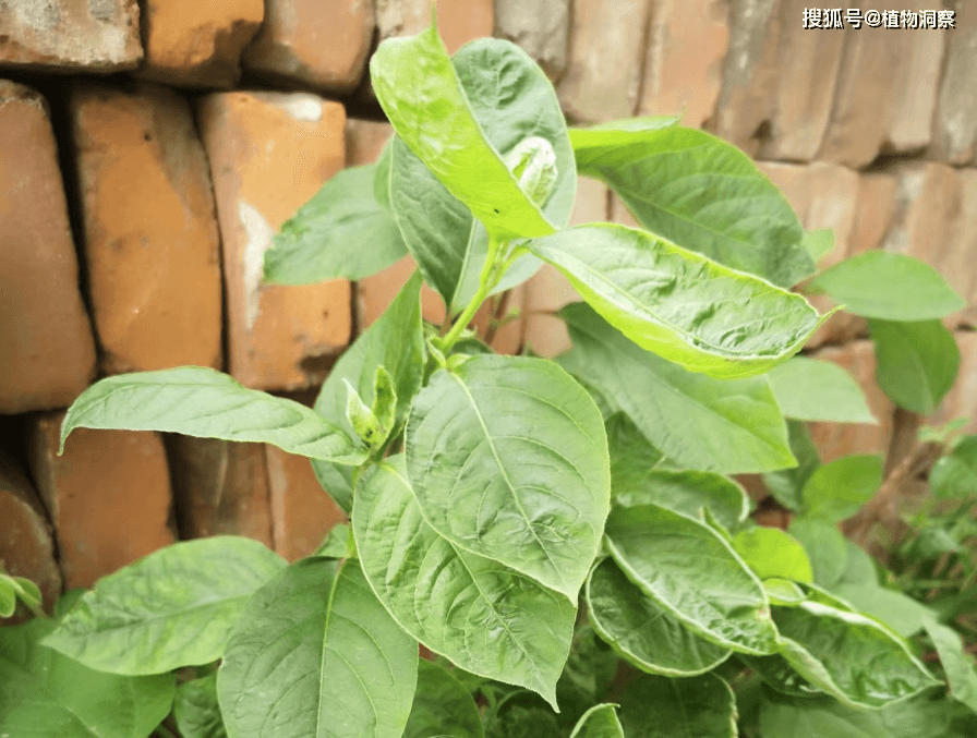 牛膝：一种常见的野生植物，三大功效不容忽视