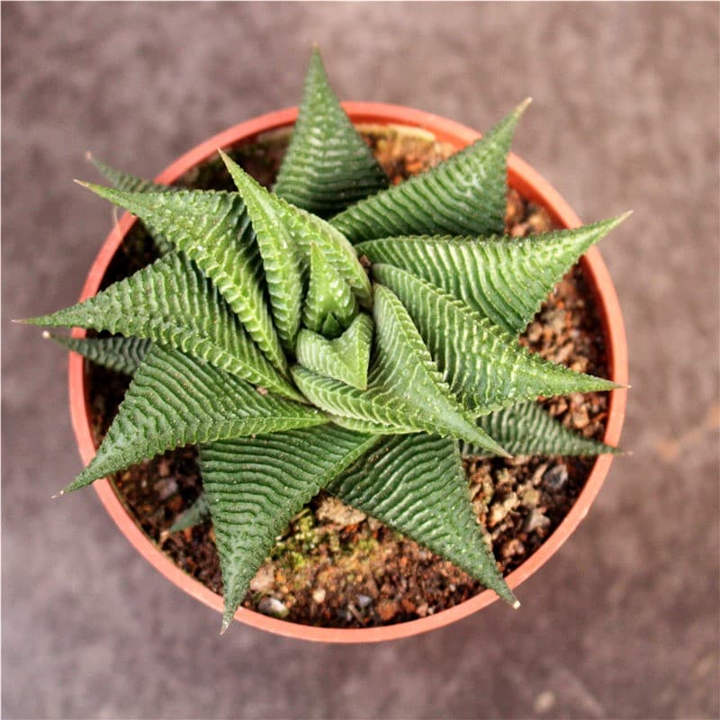 家养绿植常见虫害及防治方法