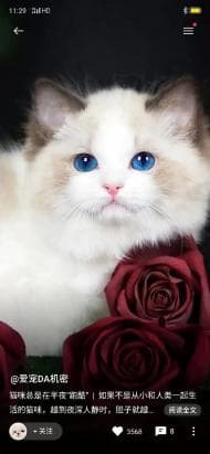 猫狗同养有哪些禁忌需要注意才能和谐相处