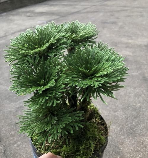 九死还魂草的养殖秘籍：从土壤到日常管理的全面指南