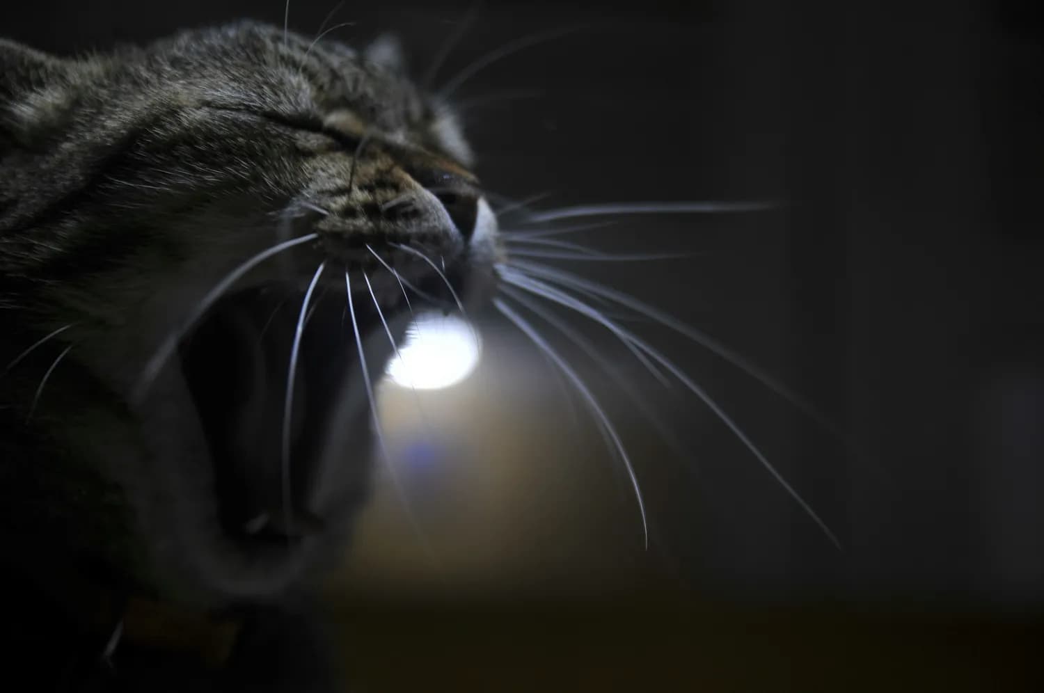 猫咪为何能治愈人心？科学解读喵星人的独特魅力
