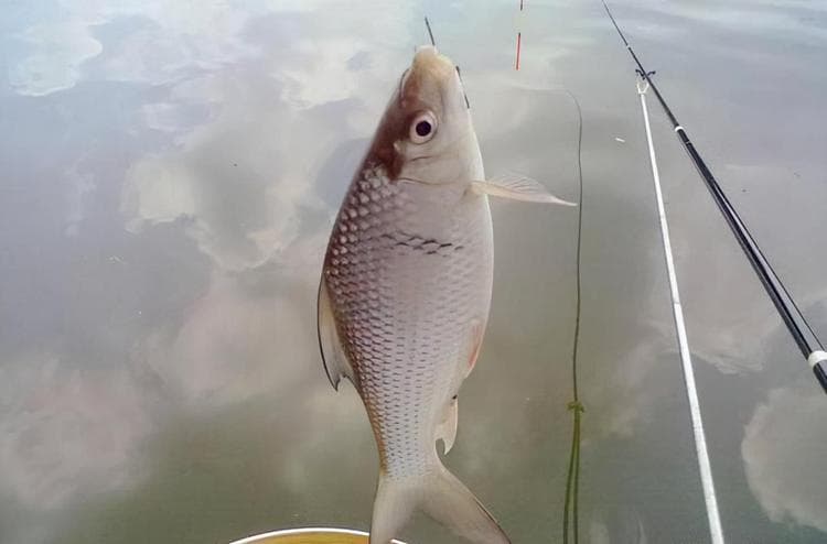 钓土鲮鱼用什么饵料最好
