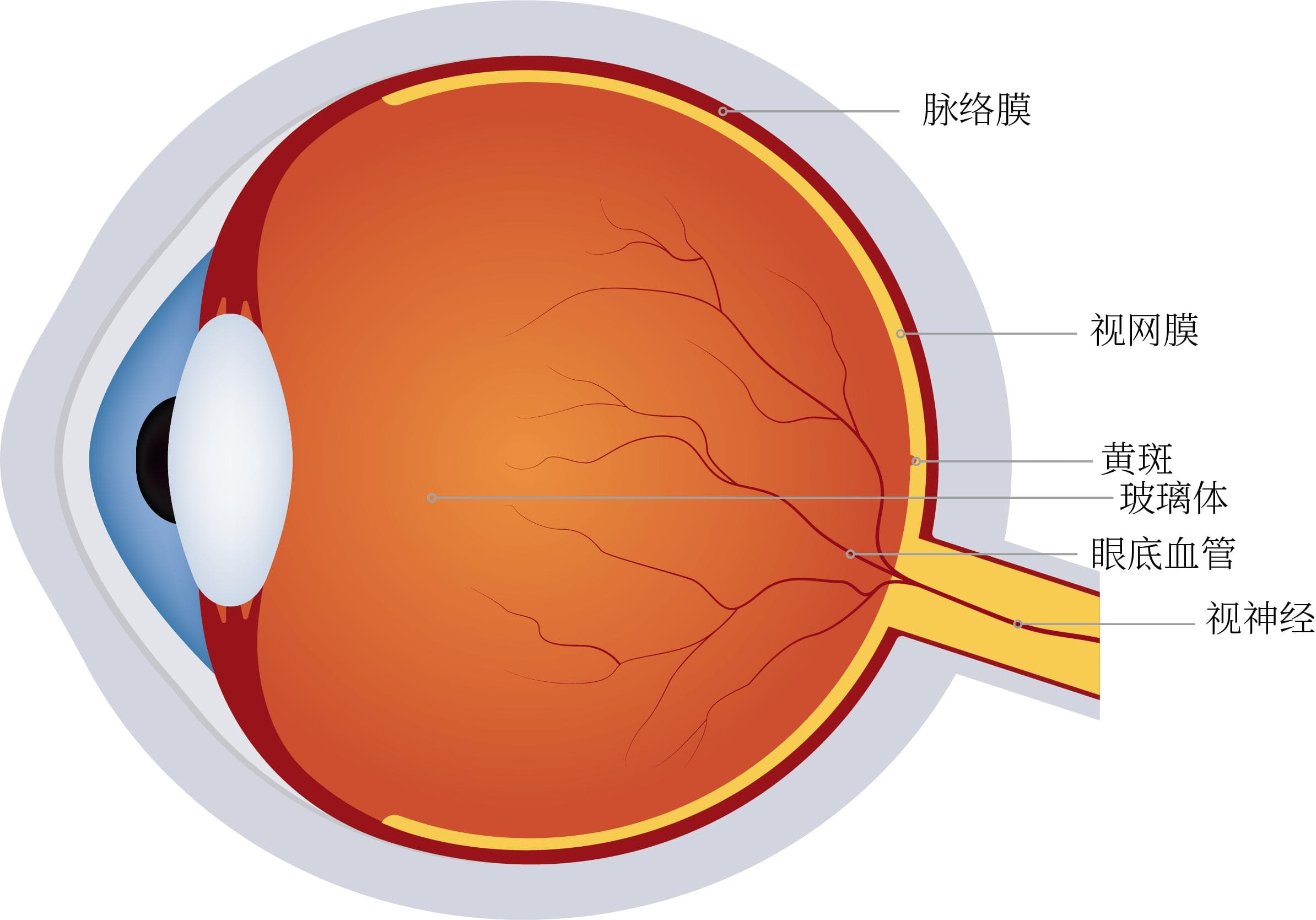 熬夜玩手机会导致视网膜脱离吗？真相令人意外