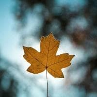 湿海参怎么保存