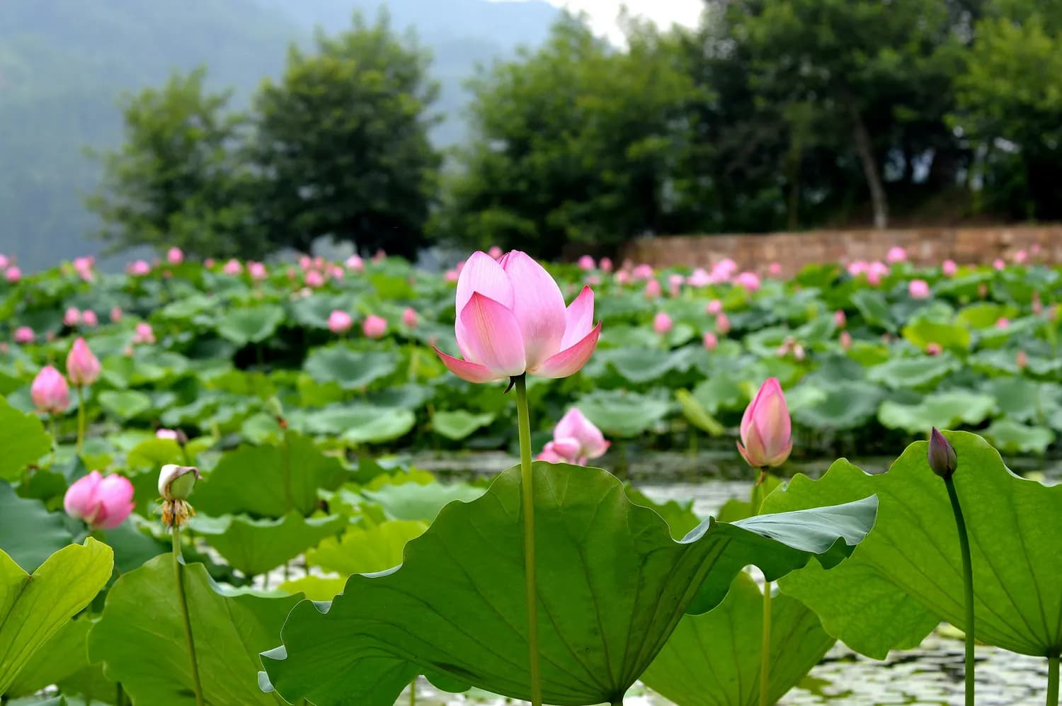 梦见莲花盛开：一个关于纯洁与美好的预兆