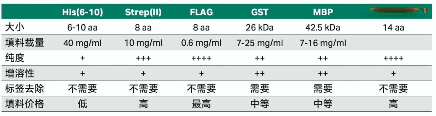 蛋白纯化小白入门总集篇！手把手教你如何设计纯化实验