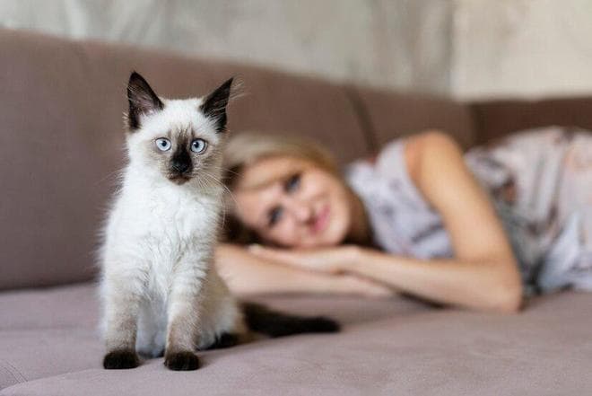 布偶猫要怎么喂养？布偶猫喂养需要提供哪些东西