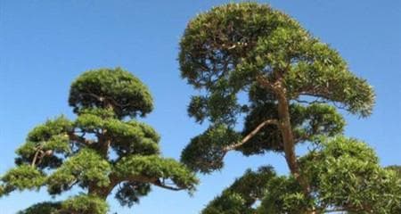 松树养殖详解：如何正确地养护松树，让它们茁壮成长