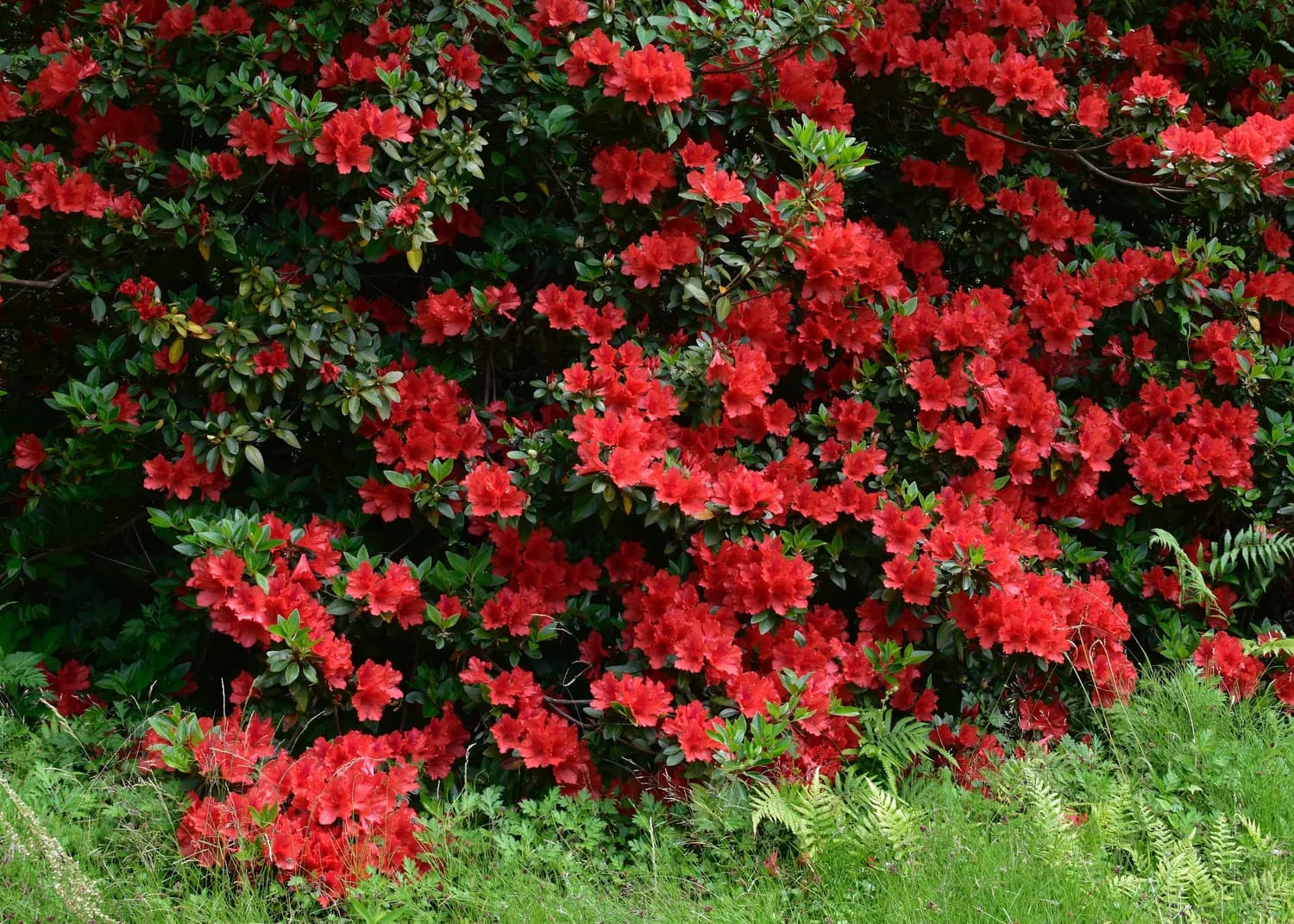 杜鹃花：爱情与乡愁的双重象征