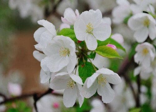 海棠花：从花语到实用价值的全面解读