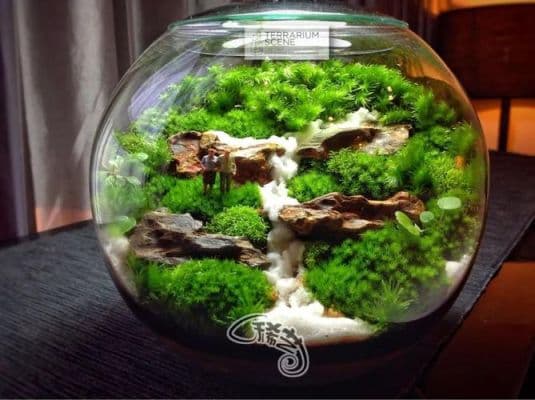如何准确判断盆景土壤干湿度？两种实用方法详解