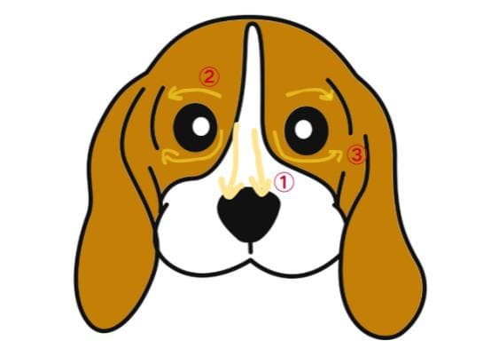 泰迪犬泪痕问题全攻略：5个实用步骤轻松应对