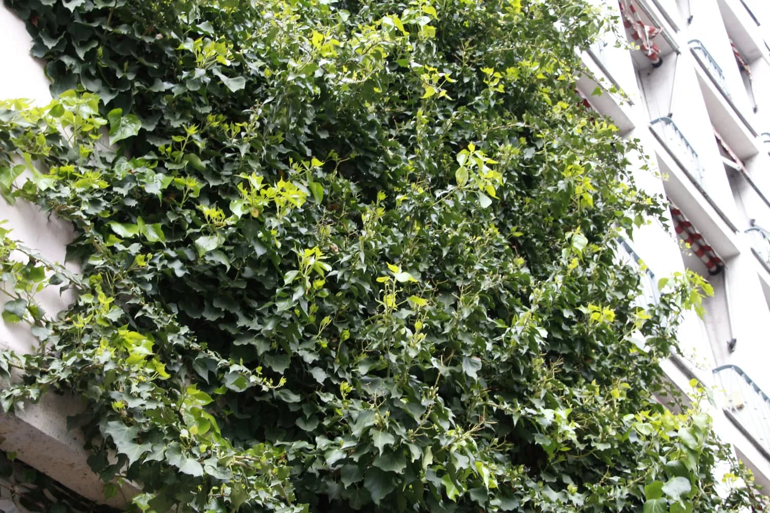 青钱柳：糖尿病患者的天然降糖新选择