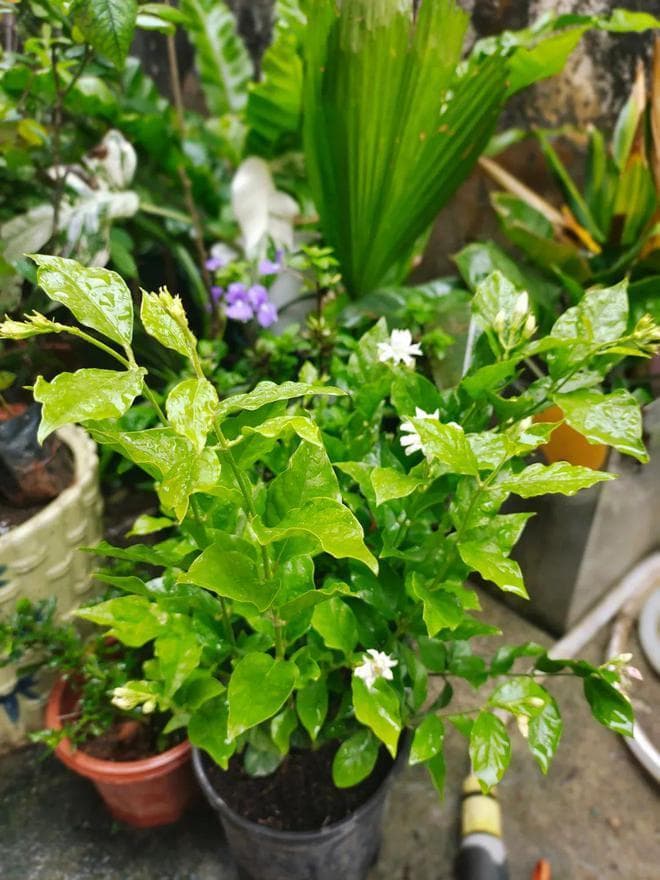 重瓣笔尖茉莉和宝珠茉莉养护指南，正常开花并非难事